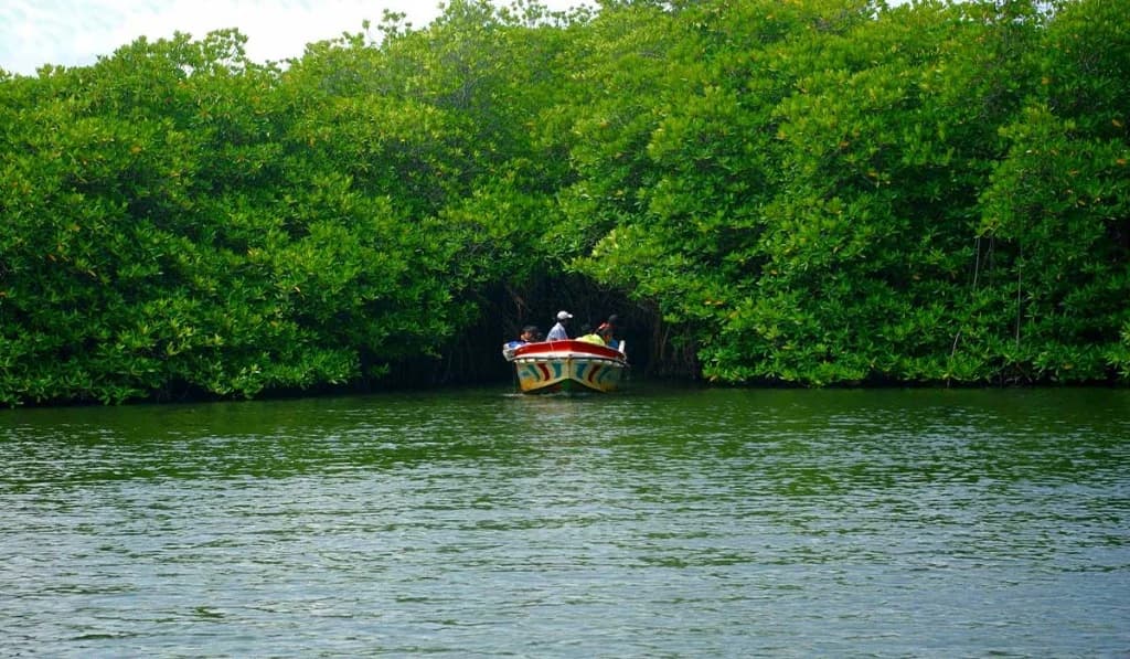 Koggala River Safari